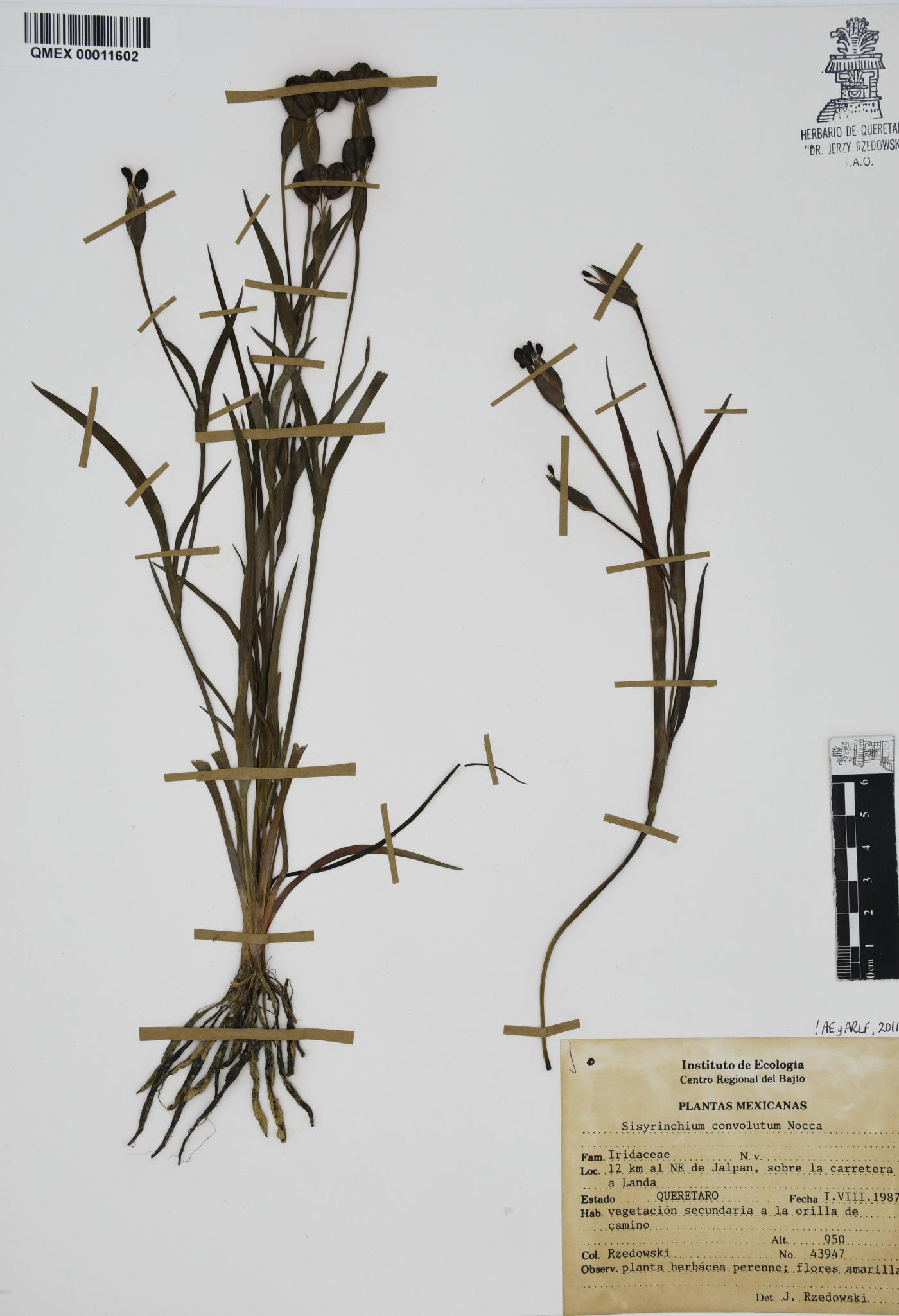Sisyrinchium convolutum image